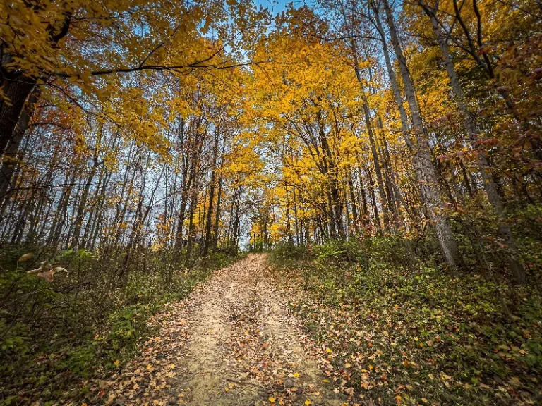 Dirt path covered with fallen leaves winding through a forest with yellow autumn foliage.