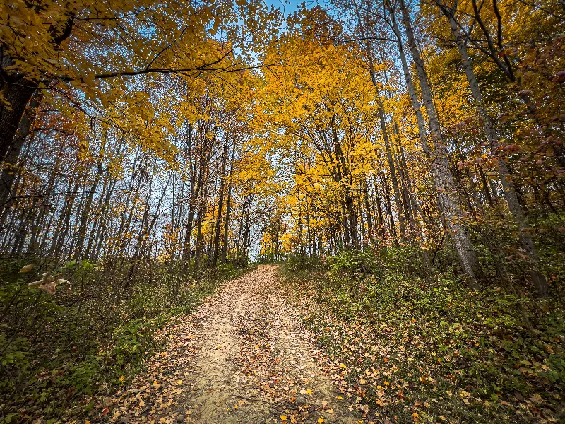 Dirt path covered with fallen leaves winding through a forest with yellow autumn foliage.