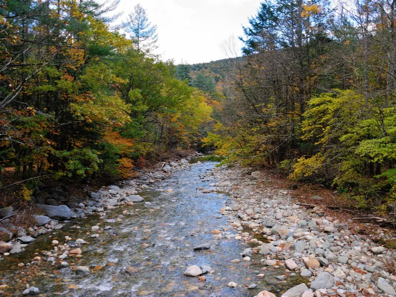 Shallow rocky river flowing through a forest with autumn-colored trees on both sides.