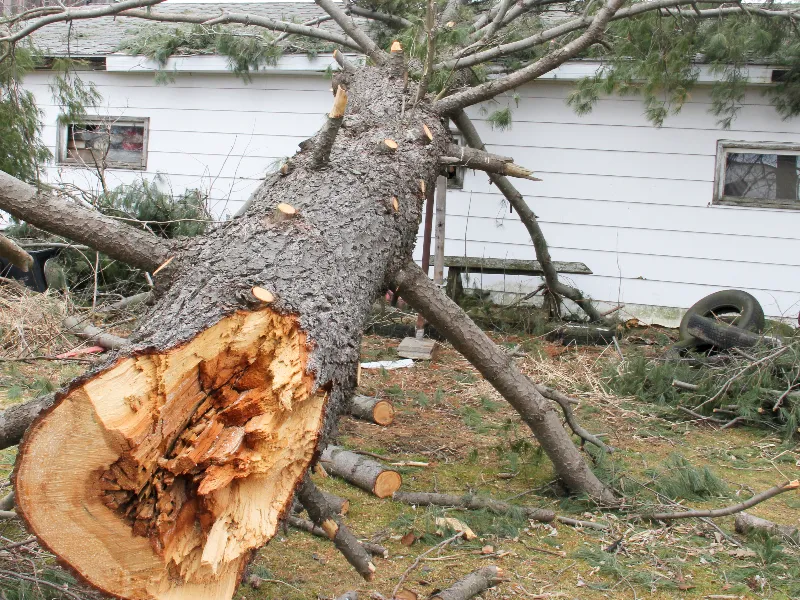 Large fallen tree with a broken trunk lying in a yard near a white building.