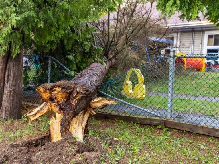 Uprooted tree fallen against a chain-link fence in a yard.